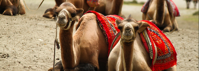Sewing with camels