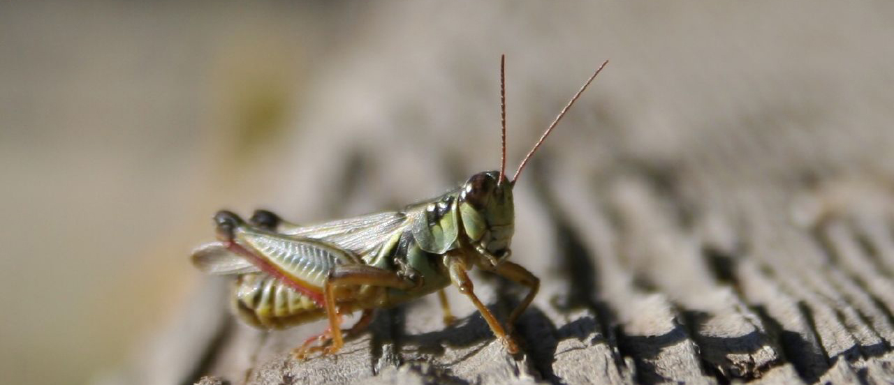 Dealing with an infestation 