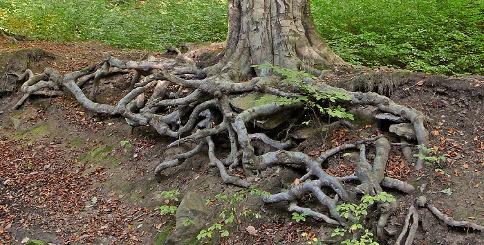 Deep roots
