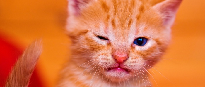 The wink of death